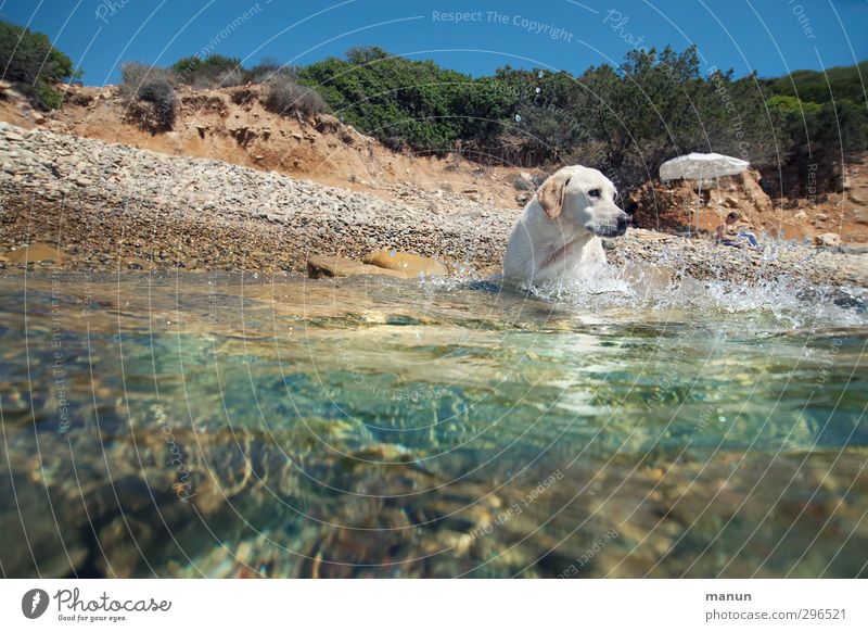 Wasserratte Ferien & Urlaub & Reisen Sommer Sommerurlaub Sonne Sonnenbad Strand Meer Wassersport Junge 1 Mensch Wärme Küste Bucht Haustier Hund Labrador Tier