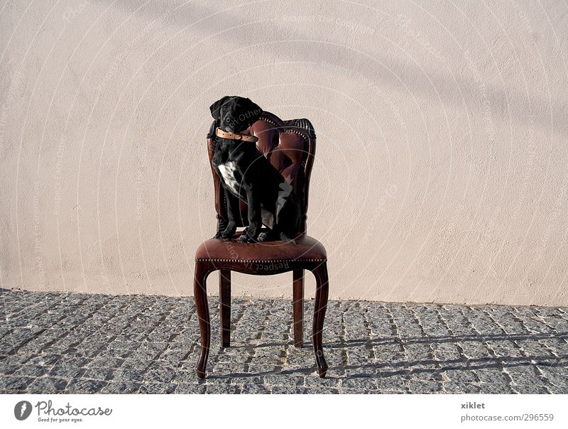 Porträt eines Hundes elegant ruhig Schönes Wetter Haus Garten Haustier 1 Tier Freundschaft Verantwortung Selbstbeherrschung Respekt Bildung Stuhl Körperhaltung