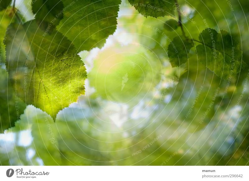 grün Natur Frühling Sommer Baum Blatt Zweige u. Äste Wald Laubbaum Laubwald natürlich Umweltschutz Farbfoto Detailaufnahme Menschenleer Textfreiraum rechts