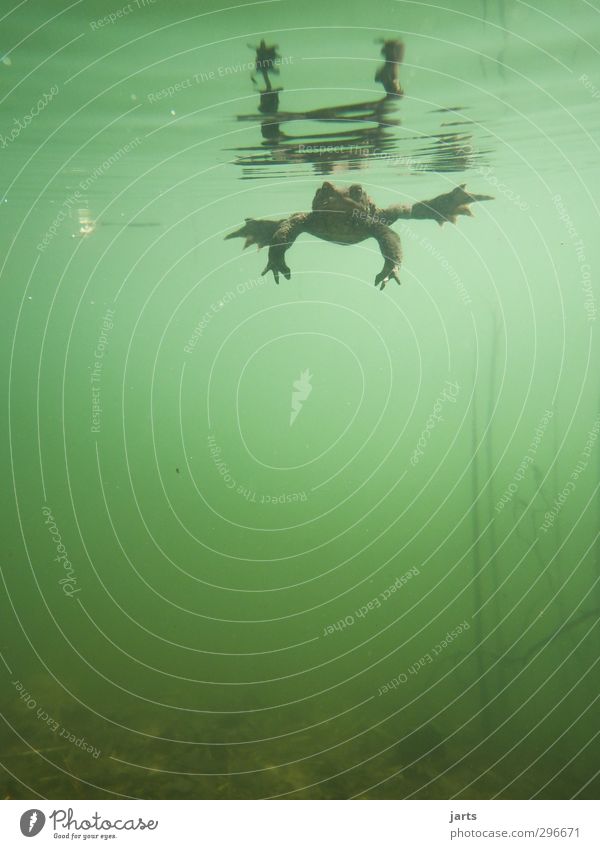 taucher Pflanze Tier Frühling Teich See Wildtier Frosch 1 Schwimmen & Baden tauchen Natur Unterwasseraufnahme Außenaufnahme Menschenleer Textfreiraum unten Tag