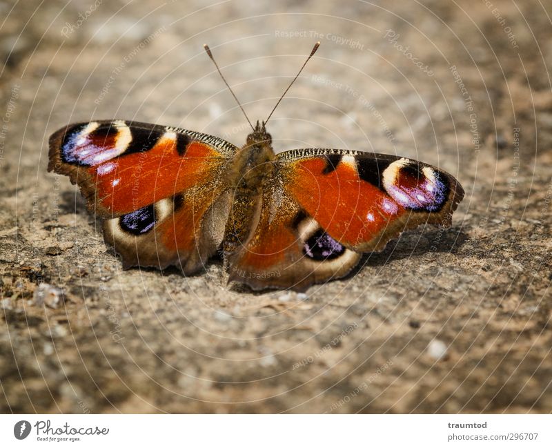 Tagpfauenauge. Tier Wildtier Schmetterling 1 frei nah Frühlingsgefühle mehrfarbig Außenaufnahme Makroaufnahme Starke Tiefenschärfe Tierporträt