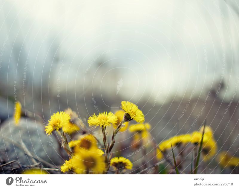 cyan Umwelt Natur Pflanze Frühling Blume natürlich gelb Saublumen Farbfoto Außenaufnahme Nahaufnahme Makroaufnahme Menschenleer Textfreiraum oben