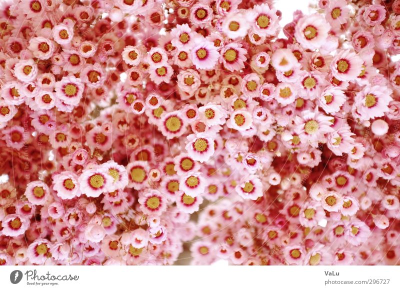 Blümchen Garten Natur Pflanze Schönes Wetter Blume Blüte Blühend Fröhlichkeit frisch schön gelb rosa weiß Farbfoto Außenaufnahme Makroaufnahme Tag