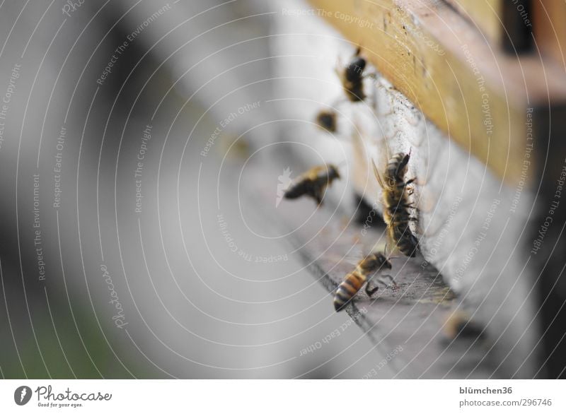 Treffpunkt Bienenstock Tier Nutztier Schwarm Bewegung Essen fliegen tragen klein Geschwindigkeit schön Frühlingsgefühle Tierliebe fleißig diszipliniert Ausdauer