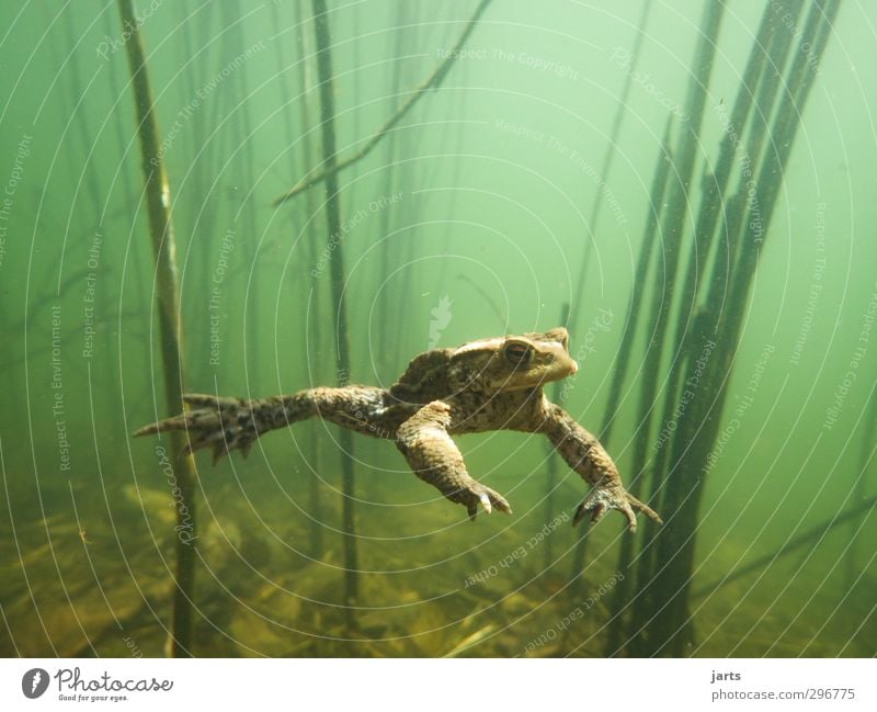 freischwimmer Umwelt Wasser Frühling Teich Tier Wildtier Frosch 1 Schwimmen & Baden tauchen Coolness Natur Schweben Unterwasserpflanze Farbfoto Nahaufnahme