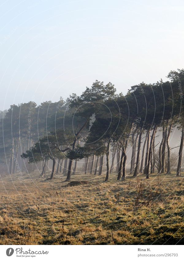 Frühnebel Natur Landschaft Nebel Baum Kiefer Wiese Wald natürlich Zufriedenheit Lebensfreude Farbfoto Außenaufnahme Menschenleer Textfreiraum oben Morgen Licht