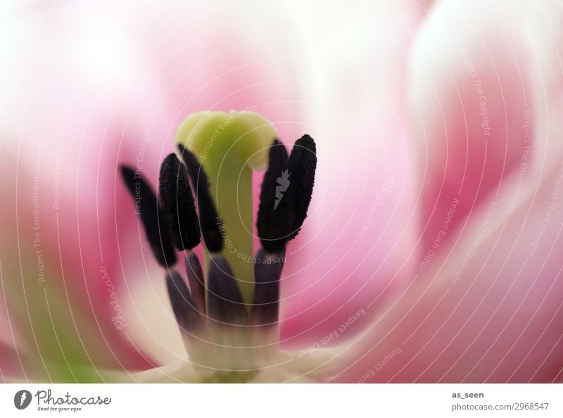 Pink Tulip schön Wellness harmonisch Garten Natur Frühling Sommer Blume Tulpe Blüte Staubfäden Blütenblatt Blütenstempel Blühend ästhetisch Duft modern rosa