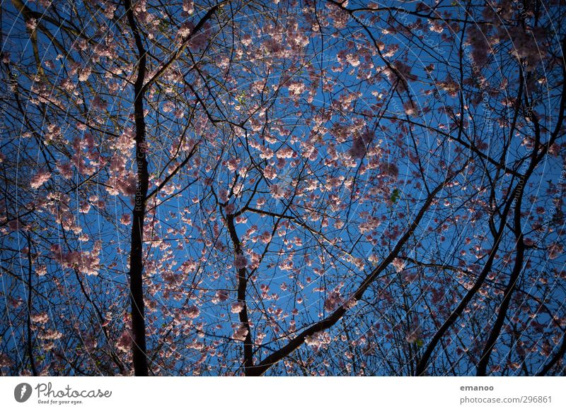 Frühjahrsblüte Natur Landschaft Pflanze Himmel Frühling Wetter Baum Blüte Park Wachstum natürlich schön blau rosa Kirschblüten Ast Baumkrone himmelblau Farbfoto