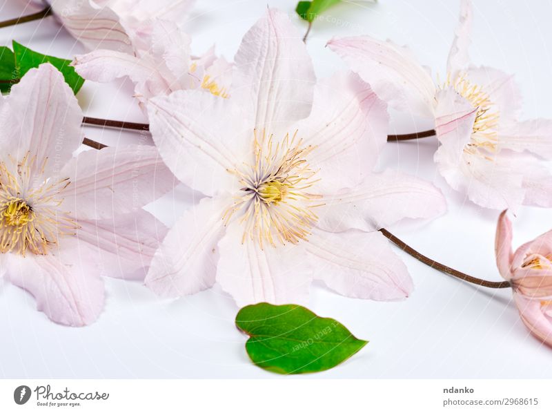 Strauß mit rosa Clematisblüten Sommer Garten Hochzeit Natur Pflanze Blume Blatt Blüte Blumenstrauß Blühend frisch hell natürlich grün weiß Farbe Einladung