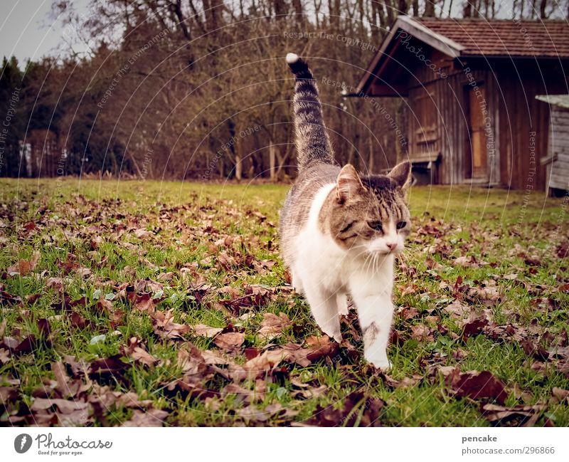 chakita Natur Landschaft Frühling Gras Wiese Wald Hügel Menschenleer Hütte Haustier Katze 1 Tier Frühlingsgefühle Mut Warmherzigkeit Freundschaft Tierliebe