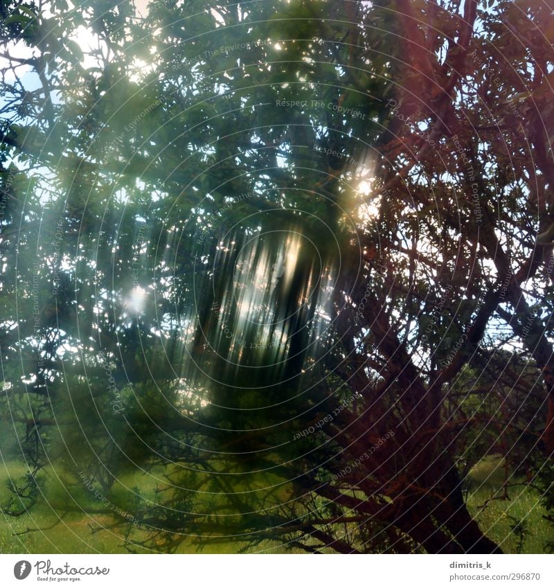 helle Streifen Baumäste Natur Landschaft Pflanze Frühling Wetter Nebel Blatt Wald träumen verblüht retro Farbe Surrealismus Niederlassungen Lichtschein