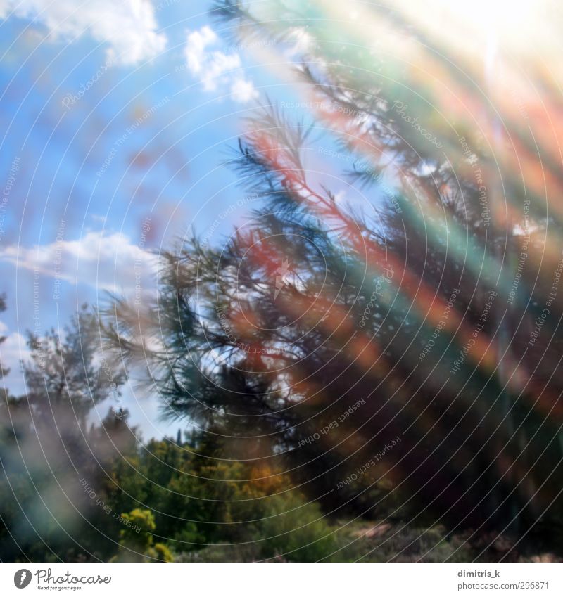 Zweige bemaltes Glas Natur Landschaft Pflanze Himmel Wolken Frühling Wetter Baum Blatt Wald träumen verblüht hell retro Farbe Surrealismus Streifen