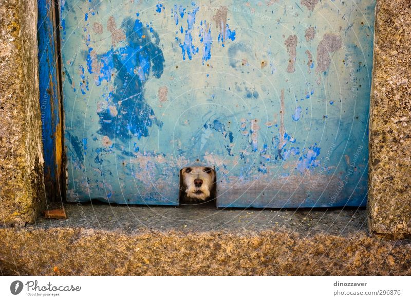 Der Hund bellt durch die Tür. Freude Haus Tier Haustier alt beobachten warten klein lustig niedlich blau gold Schutz Einsamkeit gefährlich Ärger Farbe bellend