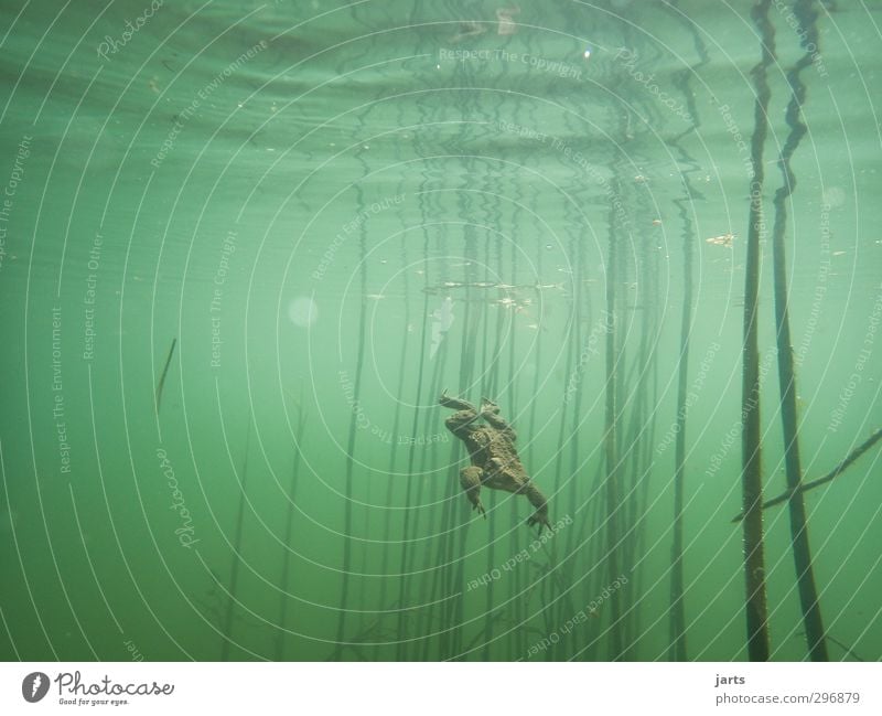 abgang Natur Tier Wasser Frühling Teich Wildtier Frosch 1 Schwimmen & Baden tauchen nass natürlich Geschwindigkeit Kröte Unterwasseraufnahme Farbfoto