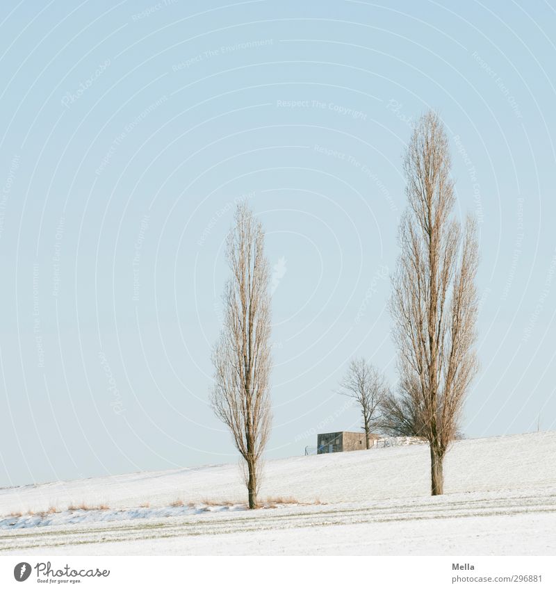 Toskana des Nordens Umwelt Natur Landschaft Pflanze Himmel Winter Schnee Baum Pappeln Feld Hütte Gebäude Transformator Wachstum kalt blau nachhaltig ruhig