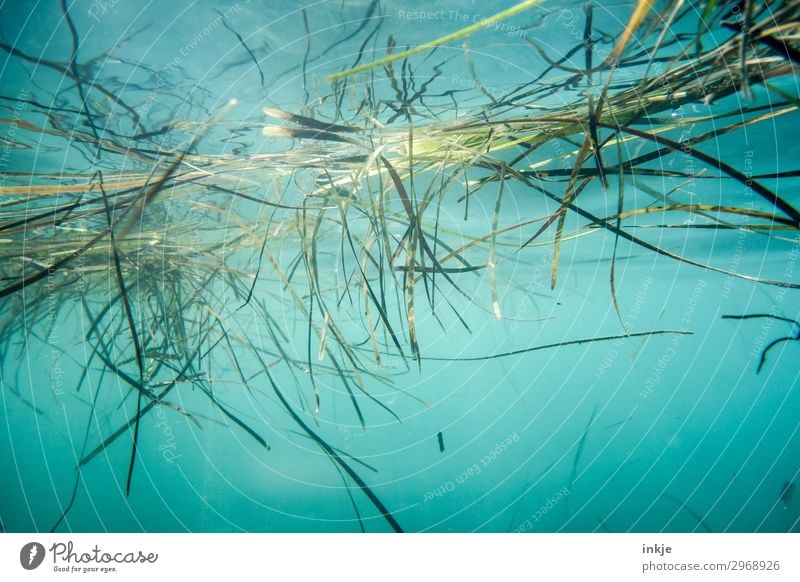 Seegras Natur Pflanze Wasser Sommer Schönes Wetter Gras Meer Wasseroberfläche authentisch natürlich blau grün Meerwasser Unterwasseraufnahme Im Wasser treiben
