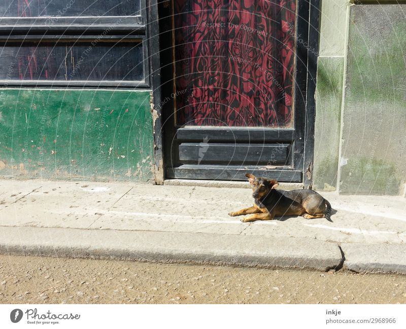 kubanischer Straßenhund Menschenleer Mauer Wand Fassade Fenster Tür Bürgersteig Tier Haustier Hund 1 Vorhang alt authentisch dreckig einfach kaputt Armut Kuba