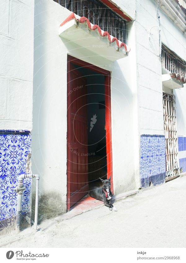 kubanischer Wachhund Menschenleer Haus Eingang Mauer Wand Fassade Tür Tier Haustier Hund 1 authentisch blau rot weiß Kuba Hauseingang Farbfoto mehrfarbig