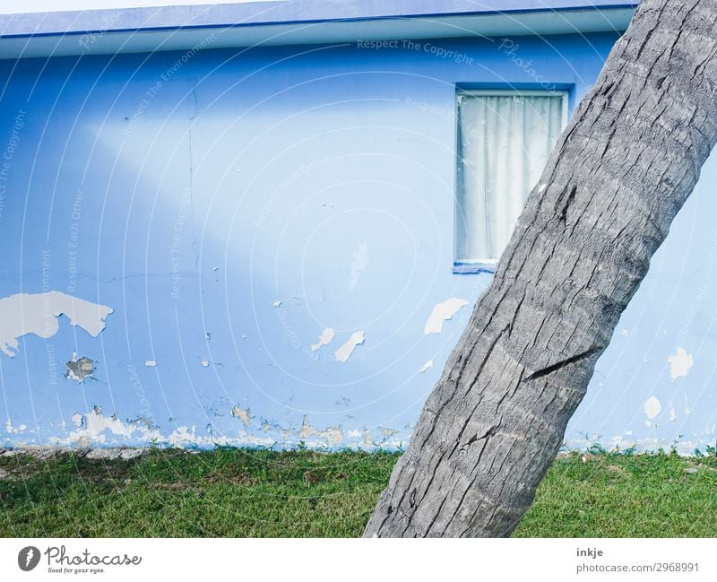 Kubanischer Anschnitt Sommer Schönes Wetter Baum Baumstamm Palme Wiese Menschenleer Haus Fassade Garten Fenster alt authentisch einfach hell kaputt blau grau