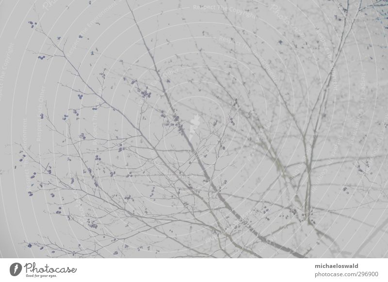 Papierbaum Natur Landschaft Himmel Klimawandel schlechtes Wetter Eis Frost Nordlicht Baum Park Wald blau grau Ast Kunst Tapetenmuster Netzwerk filigran Blüte