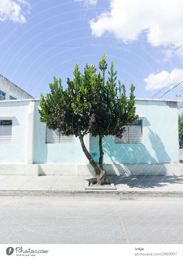kubanischer Baum Himmel Sommer Schönes Wetter Menschenleer Haus Straße Bürgersteig authentisch einfach natürlich blau grün Kuba Farbfoto Außenaufnahme Tag Licht