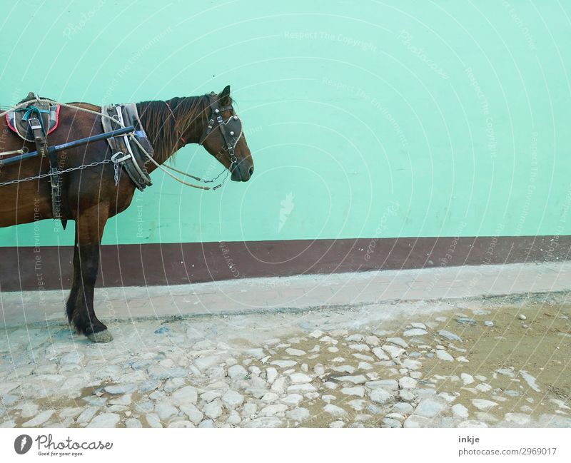 halbes kubanisches Pferd Menschenleer Kopfsteinpflaster Mauer Wand Fassade Verkehr Pferdekutsche Nutztier 1 Tier stehen warten alt authentisch einfach