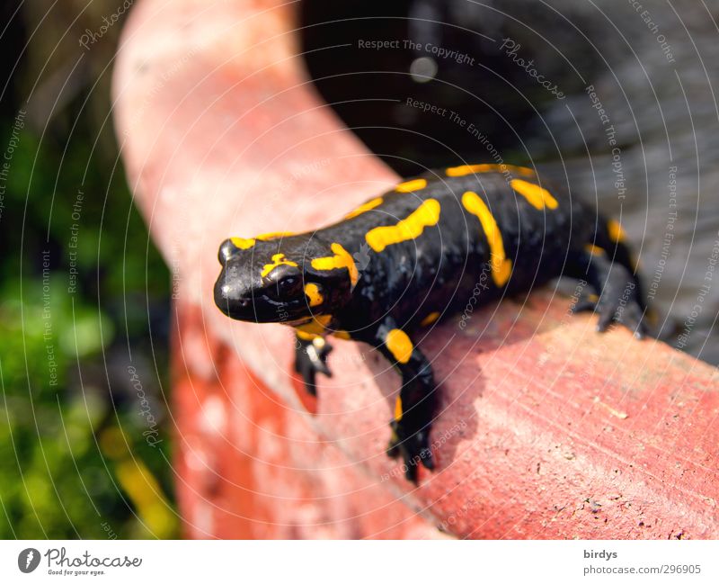 Mal über den Tellerrand hinaus schaun Frühling Sommer Schönes Wetter Garten Wildtier Feuersalamander Salamander Schwanzlurche Reptil 1 Tier beobachten Blick