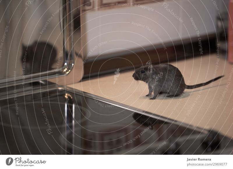 Leises Gerbil-Schnüffeln in der Küche ruhig Spiegel Tier Pelzmantel Haustier Maus Pfote dreckig klein lustig niedlich Sauberkeit wild grau Angst Nagetiere