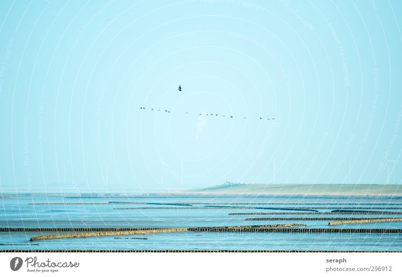 Wattenmeer Küste ecosystem Nordsee Vogelkolonie Schwarm Kupplung Sandbank brut reserve Nordfriesland maritim Gezeiten Landschaft Windkraftanlage sky flight