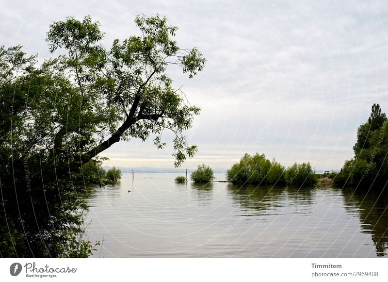 Ein ruhiger Moment am Bodensee Wasser Reflexion & Spiegelung Baum Blätter Stamm Gebüsch warm Horizont Himmel Wolken See Menschenleer grün blau dunkel