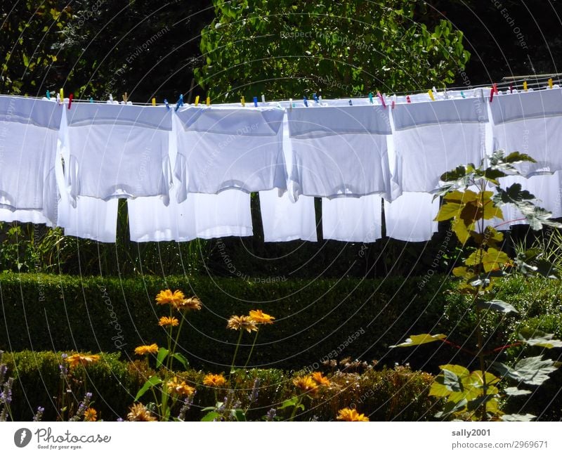 Weißwaschtag... Sommer Baum Blume Garten Bekleidung T-Shirt Hemd Unterhemd hängen trocknen Wäsche waschen Waschtag aufhängen Wäscheklammern Außenaufnahme weiß