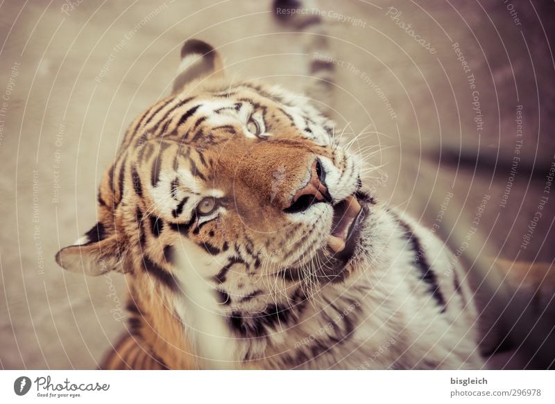 Rooaaarrrr! Zoo Wildtier Tiergesicht Tiger 1 Blick wild braun gelb Kraft gefährlich bedrohlich Farbfoto Außenaufnahme Menschenleer Schwache Tiefenschärfe