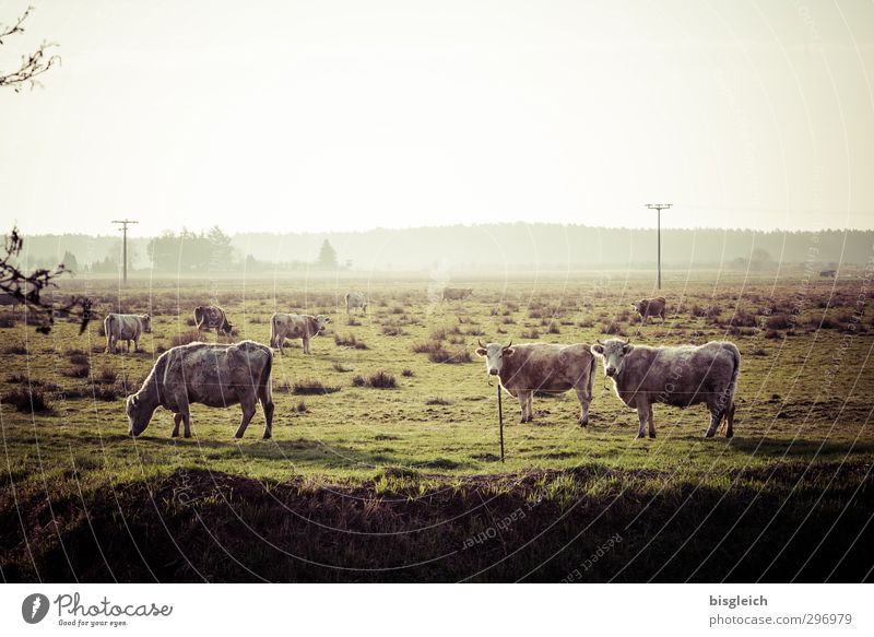 Auf'm Land Fleisch Wurstwaren Natur Landschaft Wiese Weide Nutztier Kuh Kuhherde 3 Tier Herde Fressen Blick stehen grün Landleben Bauernhof Landwirtschaft