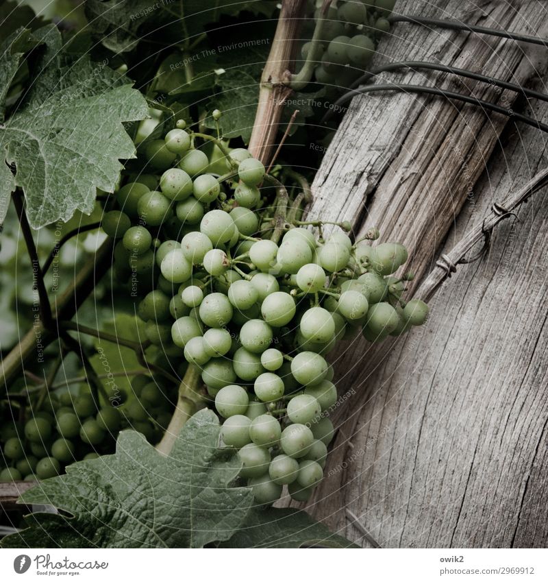 Trockener Weißer Umwelt Natur Pflanze Nutzpflanze Wein Weinbau Weintrauben Weinblatt Weingut Holz hängen Wachstum Zusammensein klein nah natürlich rund saftig