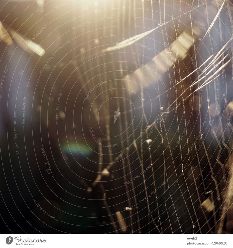 Vernetzung Umwelt Natur Sommer Schönes Wetter Spinngewebe Spinnennetz hängen leuchten Farbfoto Außenaufnahme Nahaufnahme Detailaufnahme Menschenleer