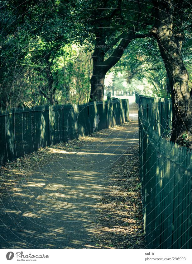 Durchgang Natur Baum Sträucher Park Dublin Republik Irland Wege & Pfade Gesundheit natürlich grün träumen Ziel Zukunft Blatt Lichtfleck Öffnung Spaziergang