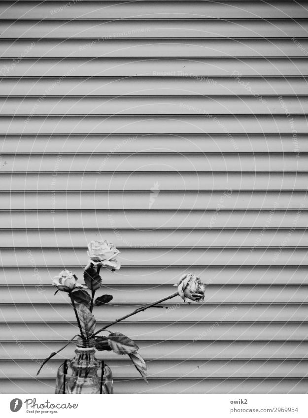 Das blühende Leben Blume Blumenvase Rose Rosenblüte Rosenblätter Tor Metall trist geschlossen Schwarzweißfoto Außenaufnahme Detailaufnahme Strukturen & Formen