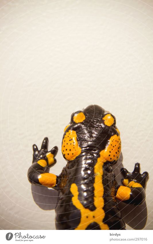 designed by nature Tier Feuersalamander Salamander Schwanzlurche Reptil 1 laufen leuchten ästhetisch außergewöhnlich exotisch schön gelb schwarz Schutz
