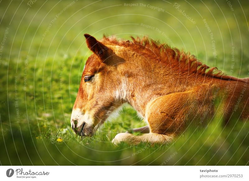 junges braunes Pferd Nahaufnahme schön Gesicht Sommer Natur Tier Gras Wiese Nutztier niedlich grün Farbe heimisch Kopf pferdeähnlich Beautyfotografie Mähne