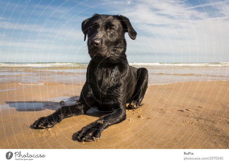 Schwarze Labradorhündin am Strand. Lifestyle elegant Gesundheit Fitness Leben harmonisch Wohlgefühl Sinnesorgane Erholung Freizeit & Hobby