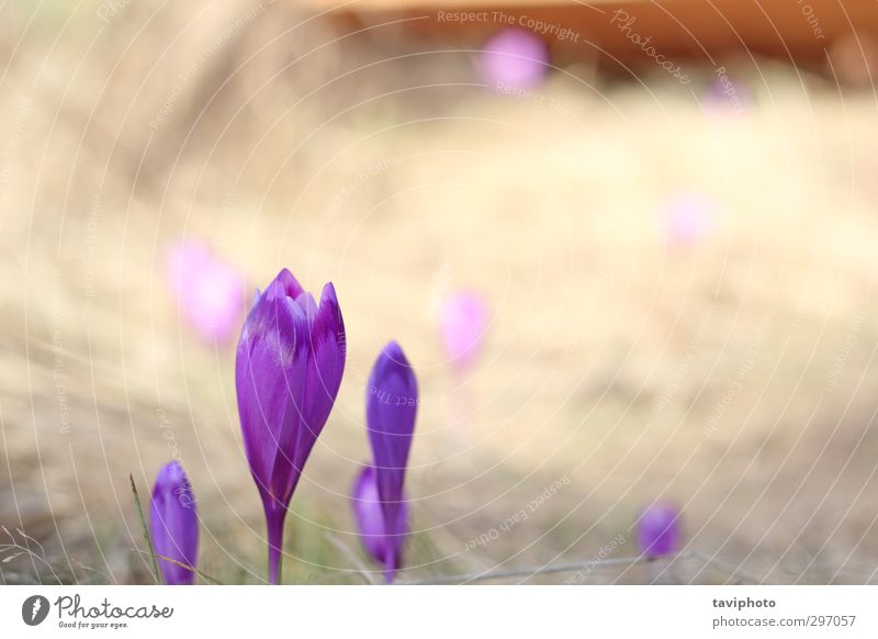 wilde violette Blumen schön Garten Natur Pflanze Frühling Gras Blüte Blühend frisch hell natürlich blau grün Farbe Krokusse Regenbogenhaut geblümt Windstille