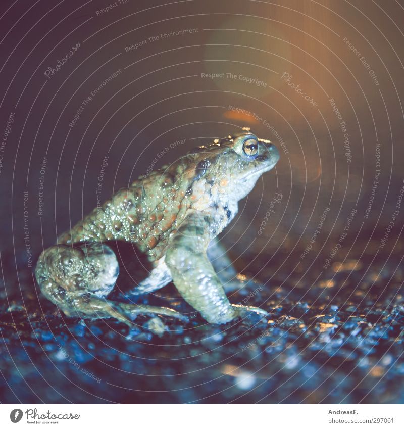 Froschperspektive 1 Tier sitzen wandern Kröte Krötenwanderung Straße Farbfoto Textfreiraum oben Abend Nacht
