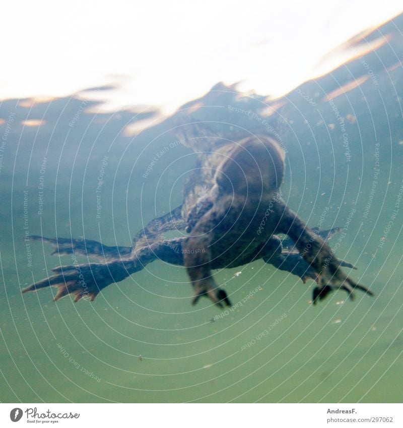 Karpfenperspektive Umwelt Natur Tier Wasser Seeufer Bach Fluss Frosch 1 Schwimmen & Baden Kröte Krötenwanderung Erholung Im Wasser treiben Unterwasseraufnahme
