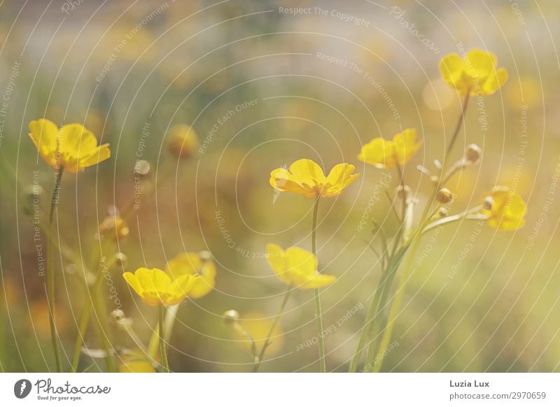 Zartes Gelb Pflanze Blume Wildpflanze Sumpf-Dotterblumen gelb Sonnenstrahlen zart schön Farbfoto Außenaufnahme Textfreiraum oben Tag Schwache Tiefenschärfe