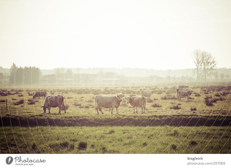 Auf'm Land II Fleisch Wurstwaren Bioprodukte Bauernhof Natur Landschaft Wiese Feld Kuh 3 Tier Herde Blick stehen Glück grün Farbfoto Gedeckte Farben