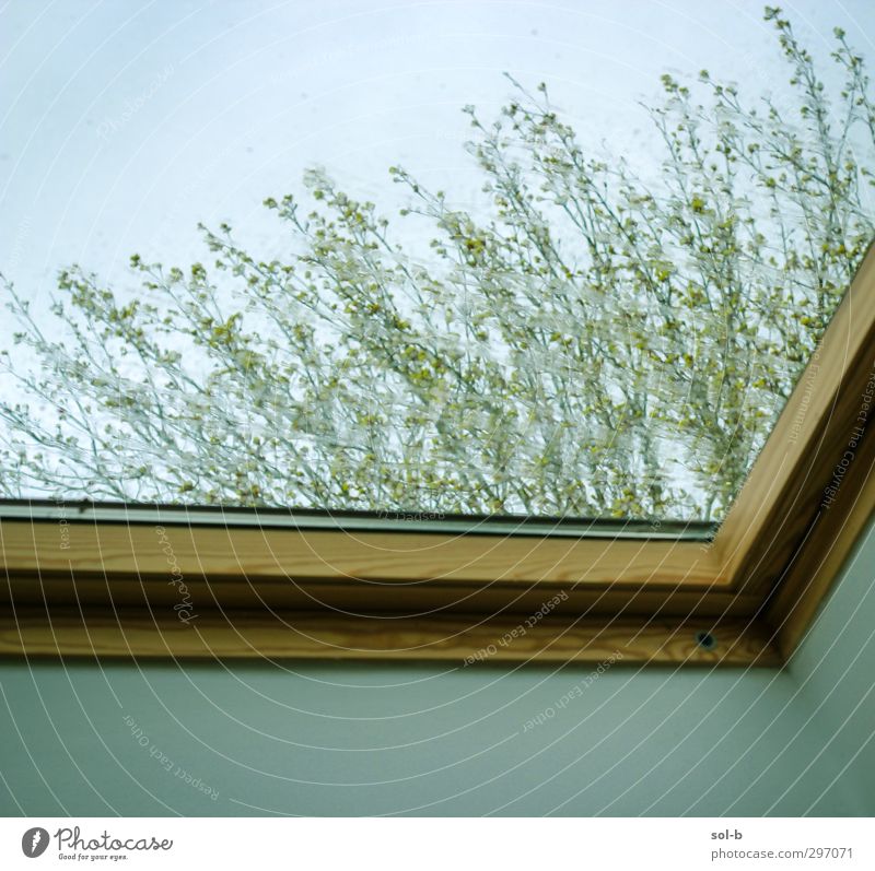 Regen Häusliches Leben Haus Hausbau Natur Pflanze Wassertropfen schlechtes Wetter Baum Fenster Dachfenster nass grün orange Einsamkeit Langeweile Ecke Holz Glas