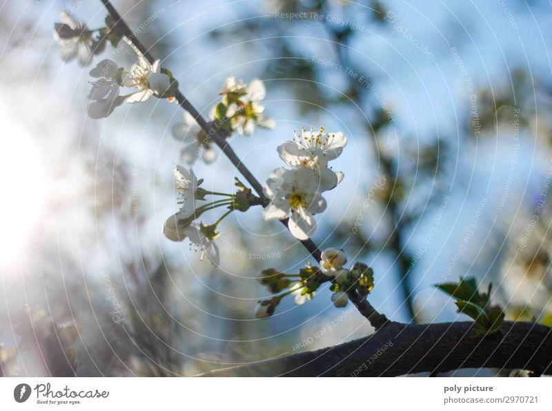 Kirschblüte im Frühling im Garten Freizeit & Hobby Umwelt Natur Pflanze Sommer Schönes Wetter Baum ästhetisch schön Blüte Blütenknospen Kirschblüten Kirschbaum