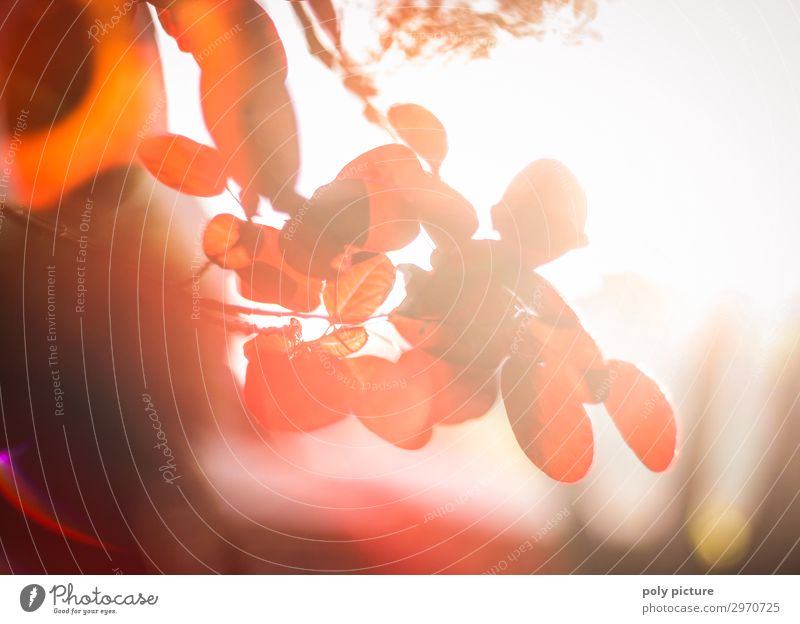 Roter Perückenstrauch - Cotinus coggygria - buntes Farbenspiel Umwelt Natur Pflanze Sonnenaufgang Sonnenuntergang Sonnenlicht Sommer Herbst Schönes Wetter