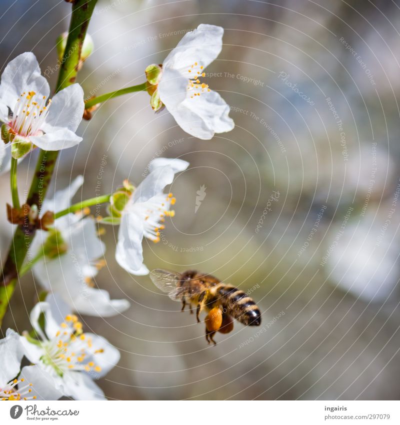 Süßes zum Frühling Honig Körperpflege Propolis Gesunde Ernährung Leben Natur Pflanze Baum Blüte Nutzpflanze Pollen Garten Tier Biene Honigbiene Insekt 1