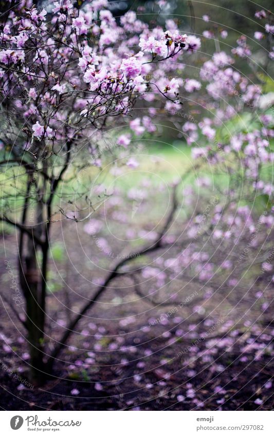 fliederfarben Umwelt Natur Pflanze Sträucher Blüte natürlich violett Fliederbusch Farbfoto Außenaufnahme Menschenleer Tag Schwache Tiefenschärfe